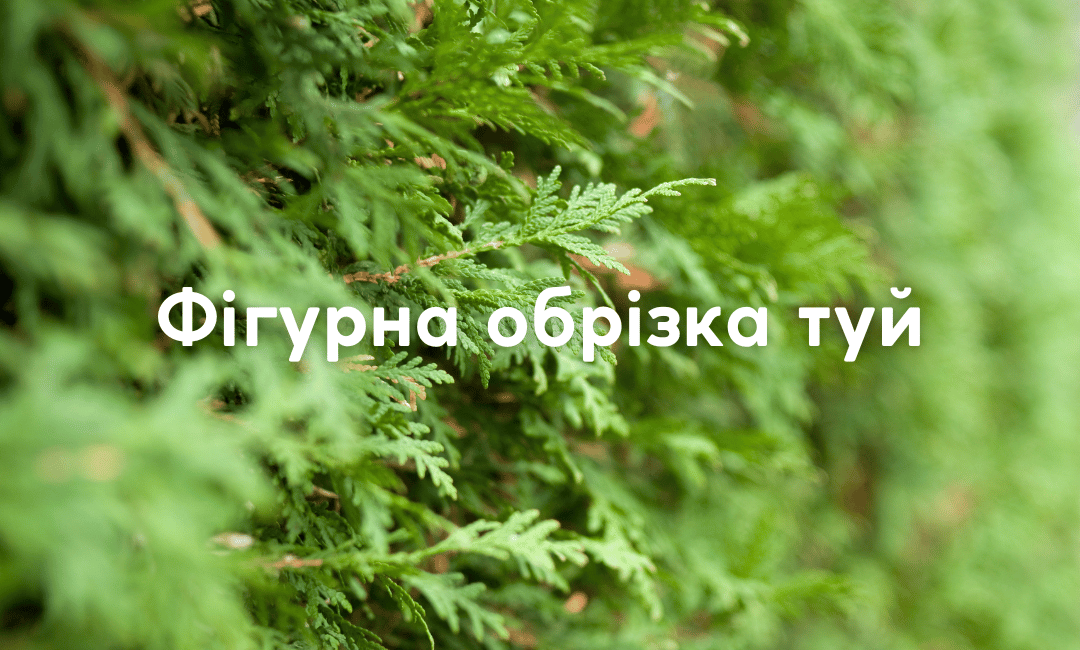 You are currently viewing Фігурна обрізка туй