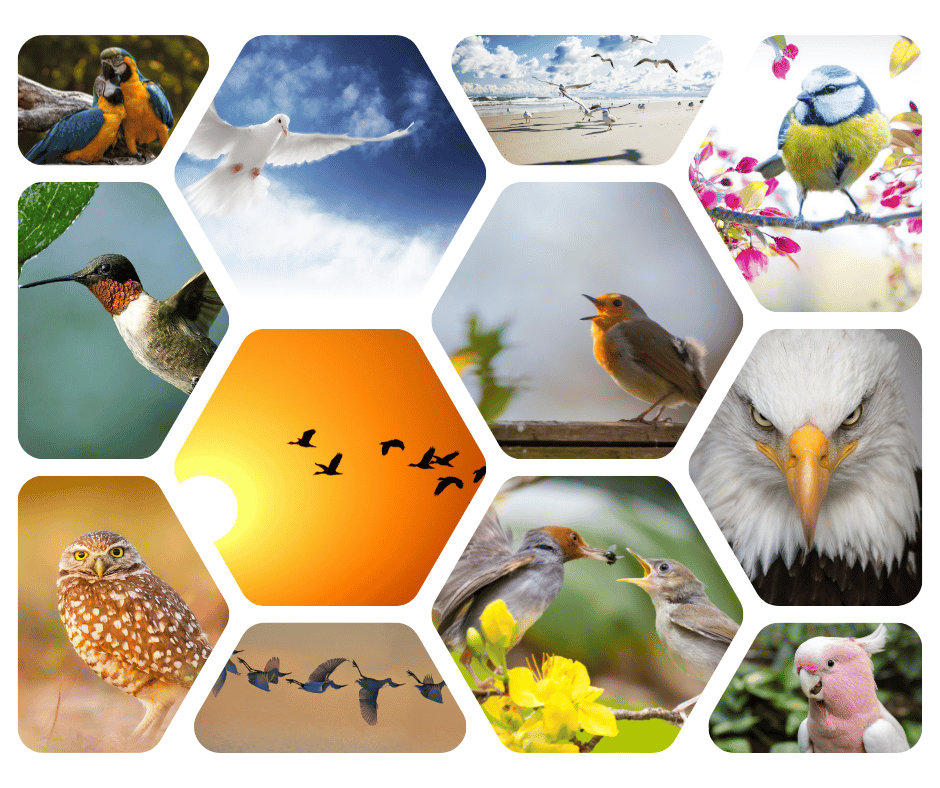 You are currently viewing 1 квітня – Міжнародний день птахів