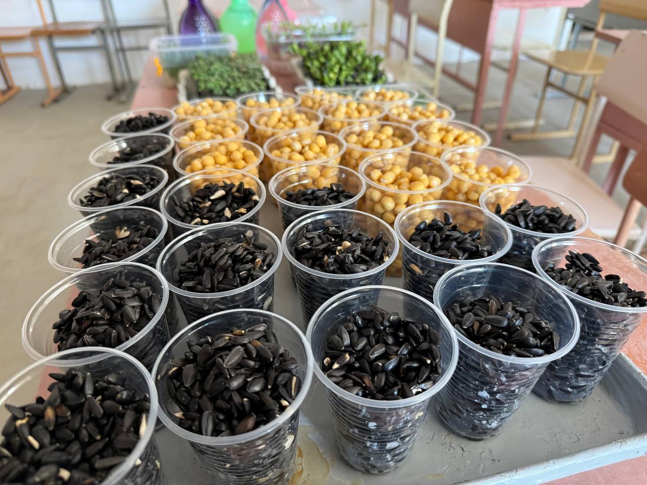 Ви зараз переглядаєте Вирощували мікрозелень: зелена магія на підвіконні